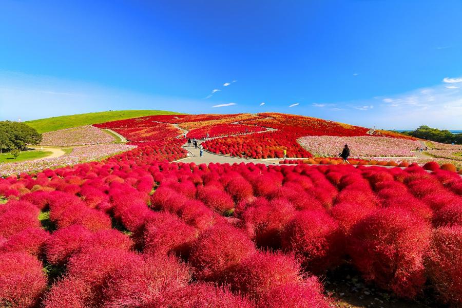 CHƯƠNG TRÌNH CUNG ĐƯỜNG VÀNG OSAKA – KYOTO – YAMANASHI - TOKYO - 6 NGÀY 5 ĐÊM - HO6DNBVA01 color