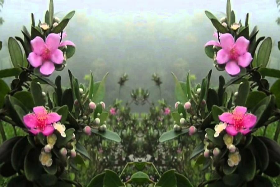 DẤU ẤN TÂY BẮC - HÀ NỘI - MÙ CĂNG CHẢI - SUỐI GIÀNG - LAU CAMPING - 4 NGÀY 3 ĐÊM - HD4NMCC color