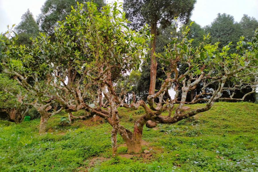 DẤU ẤN TÂY BẮC - HÀ NỘI - MÙ CĂNG CHẢI - SUỐI GIÀNG - LAU CAMPING - 4 NGÀY 3 ĐÊM - HD4NMCC color