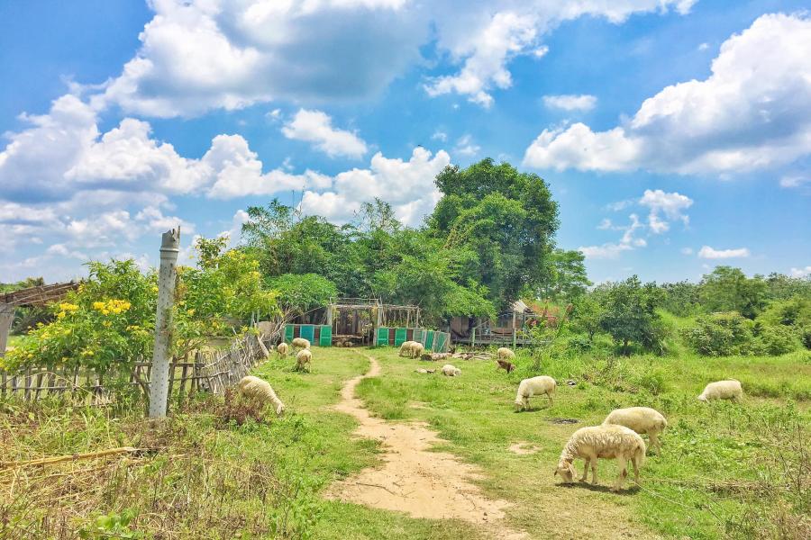 VỀ VÙNG ĐẤT THÁNH - CẦN THƠ – TÂY NINH - 2 NGÀY 1 ĐÊM - HD2NTN1 color