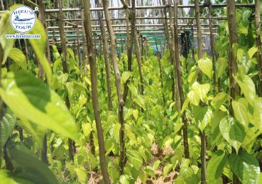 LÀNG TRẦU VỊ THỦY HẬU GIANG