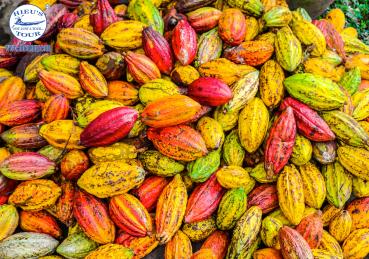 VƯỜN CA CAO CẦN THƠ HƯƠNG VỊ CỦA TỰ NHIÊN